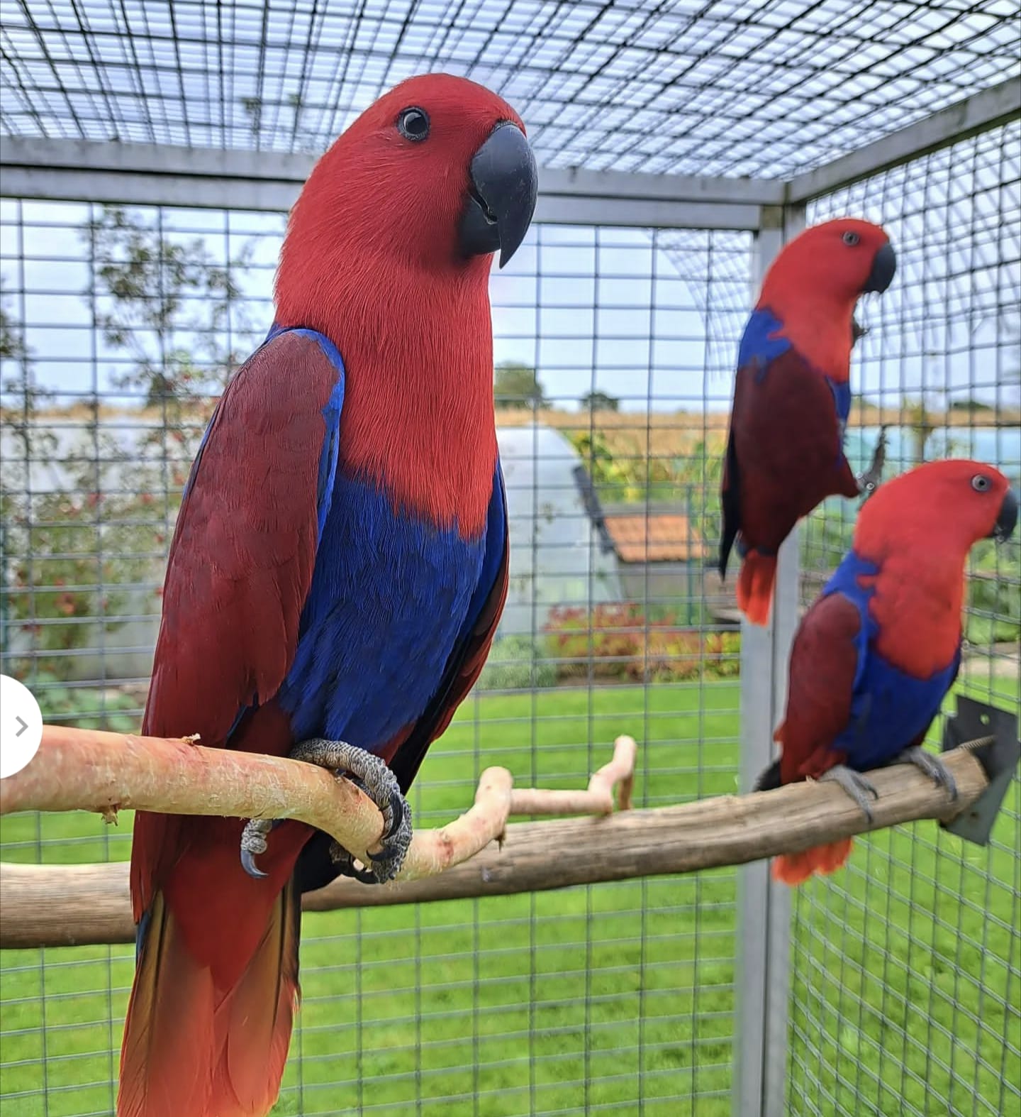 Moluccan Eclectus for sale – Mark Green Parrots Home Smart